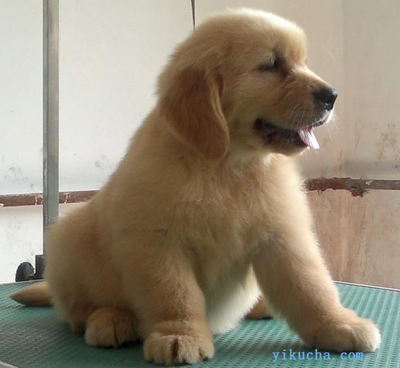 绥化金毛幼犬出售,有多只可以挑选,纯种健康,头骨宽品相好-图4