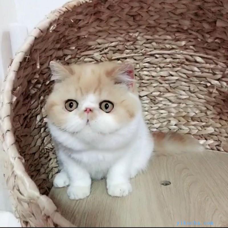 天津加菲猫,活体宠物猫,眼鼻一线贼溜溜的可爱性格超软-图3
