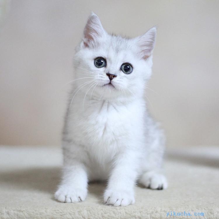 重庆猫舍繁育稀有金加白色宠物猫,银点色矮脚-图1