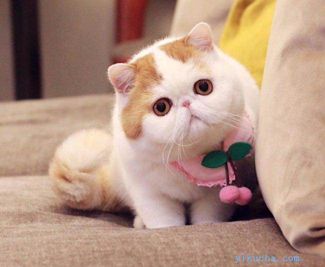 重庆猫舍繁育稀有金加白色宠物猫,银点色矮脚-图4