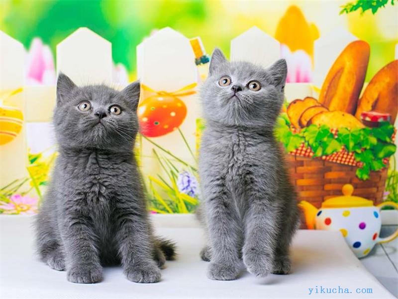 天津本地猫舍出售多只宠物幼猫-图1