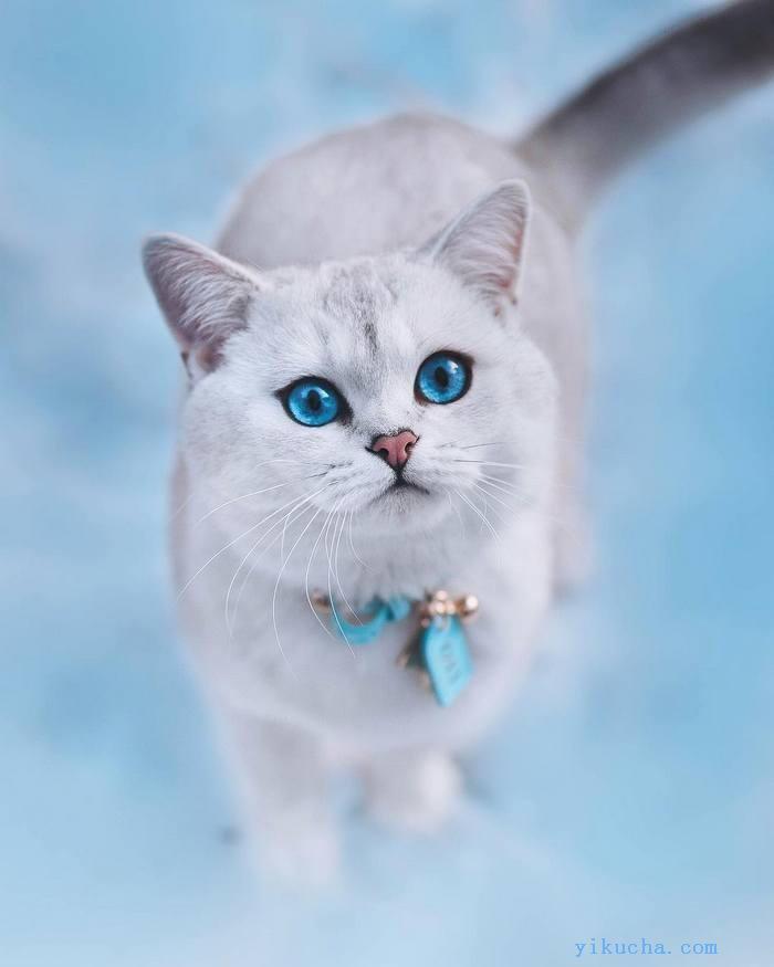 天津正八蓝白,五粉蓝白,宠物猫出售,猫咪包纯包健康-图2