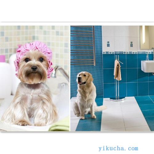 宠物洗澡,济南宠物洗澡公司,宠物洗澡公司-图1