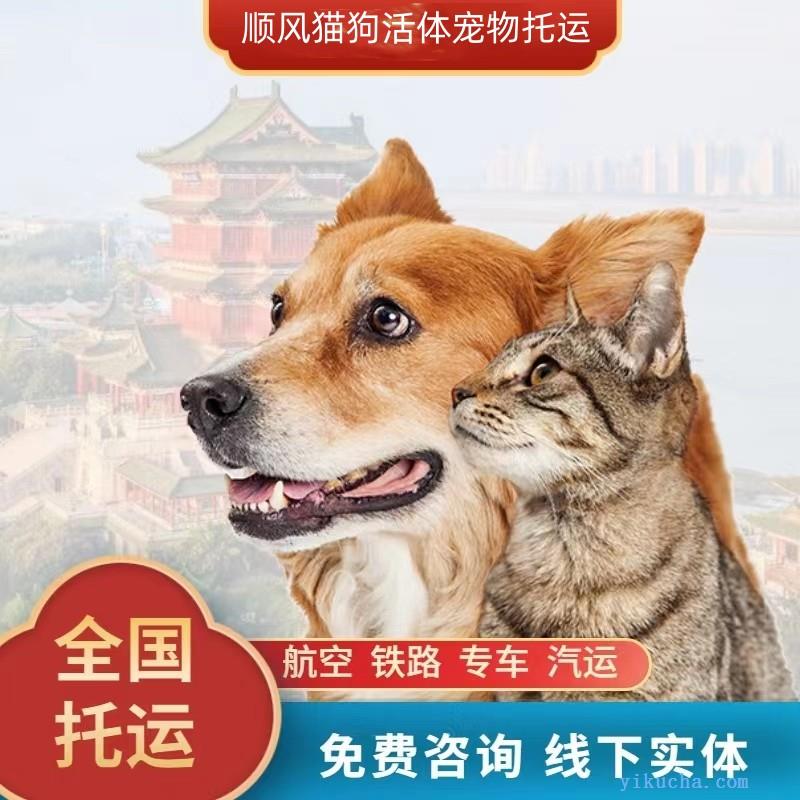 郑州顺风宠物托运活体物流猫狗速运空运全国连锁-图2