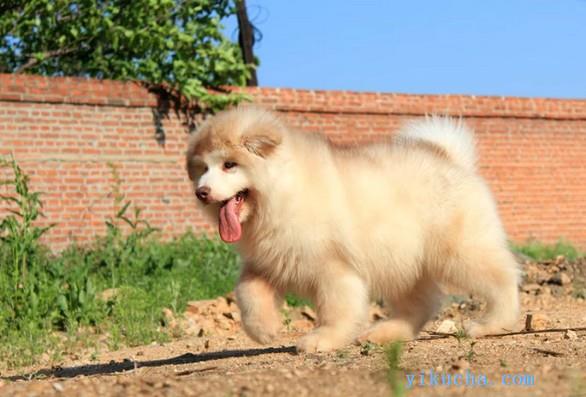 雅安纯种阿拉斯加幼犬,宠物狗活体,西伯利亚雪橇犬大型犬-图1