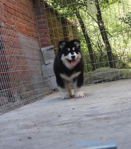 雅安纯种阿拉斯加幼犬,宠物狗活体,西伯利亚雪橇犬大型犬-图2