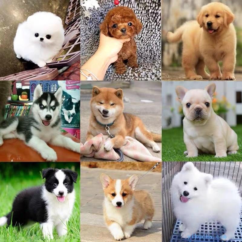 天津河东博美犬出售专业宠物幼犬出售,欢迎咨询-图1