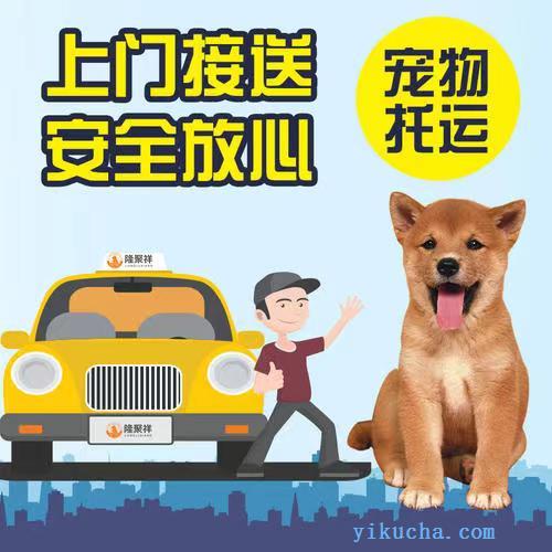 济南宠物猫宠物狗活体快递本地实体门店专车火车空运-图1