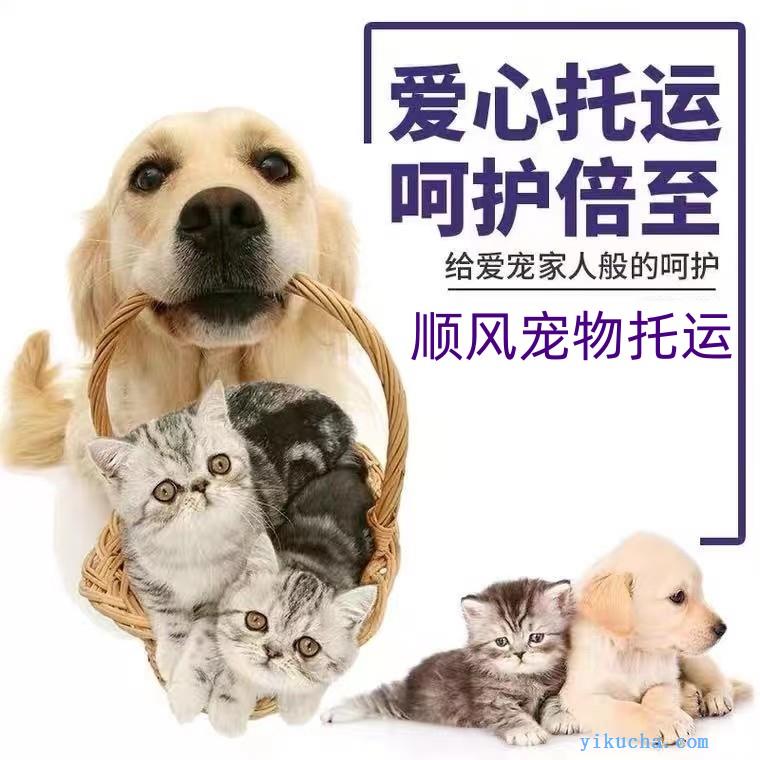 郑州新郑,宠物托运服务,本地上门接送,小猫小狗托运到全国-图1