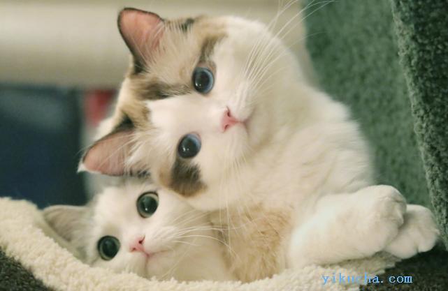 郑州支持全网发布,上门挑选,出售美短,蓝猫布偶猫-图3