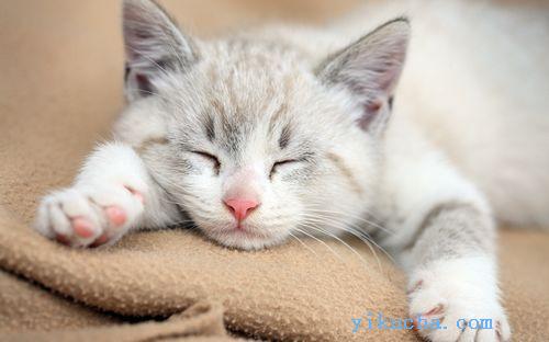 郑州支持全网发布,上门挑选,出售美短,蓝猫布偶猫-图4