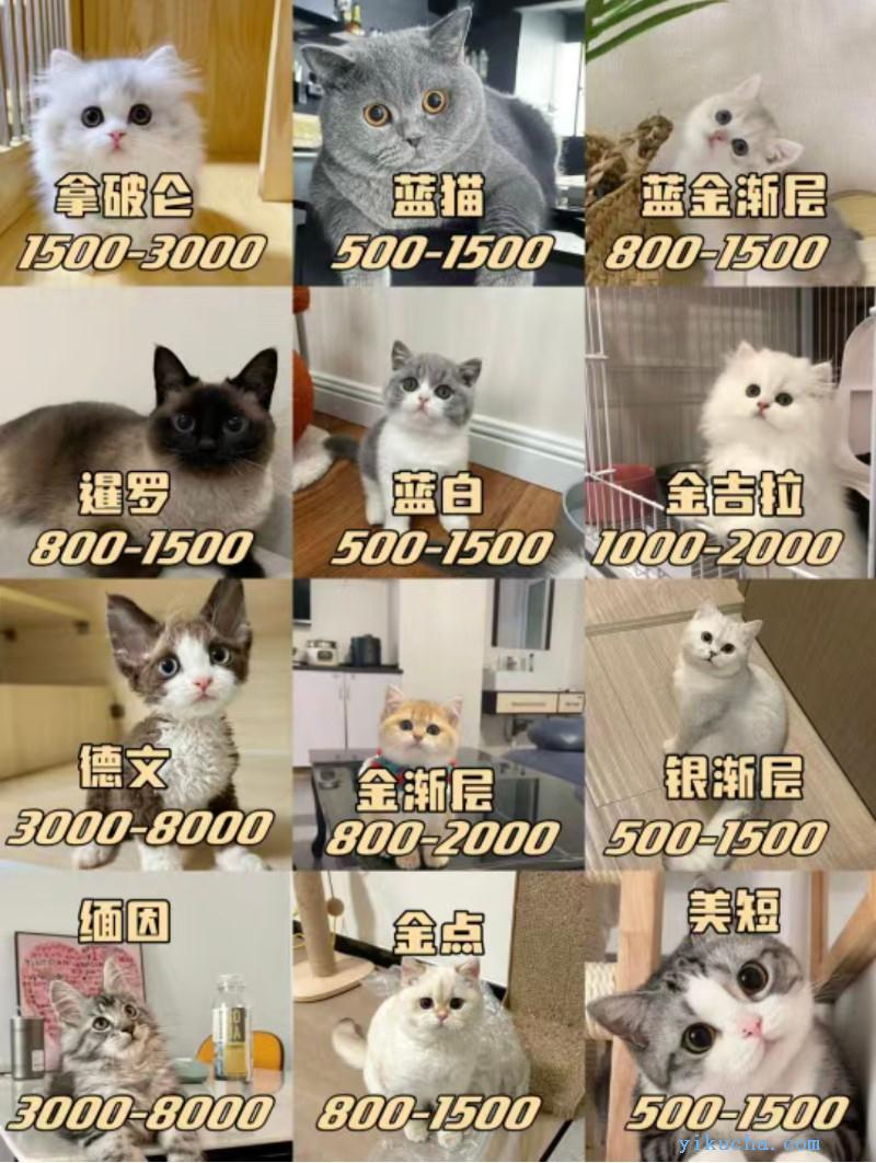 郑州猫舍,出售各种精品猫咪,纯正健康,加客服可视频看猫-图1