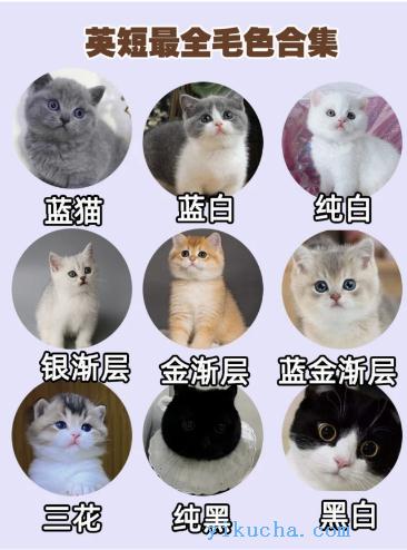 郑州猫舍,出售各种精品猫咪,纯正健康,加客服可视频看猫-图3
