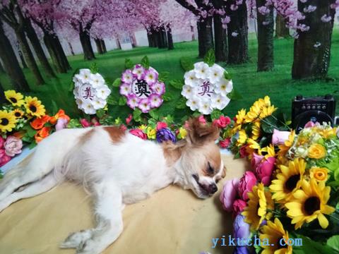 广州家庭宠物火化服务,广州宠物殡仪馆-图3